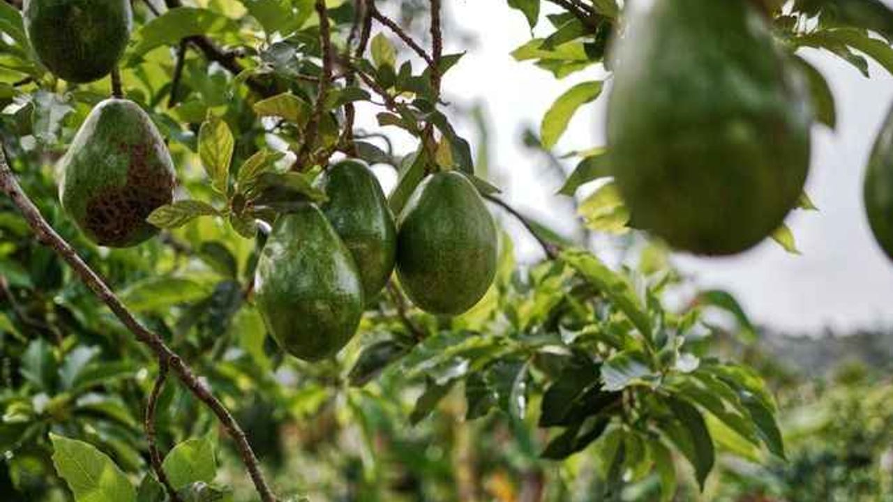 Alanya'da kamu arazisine avokado ekti